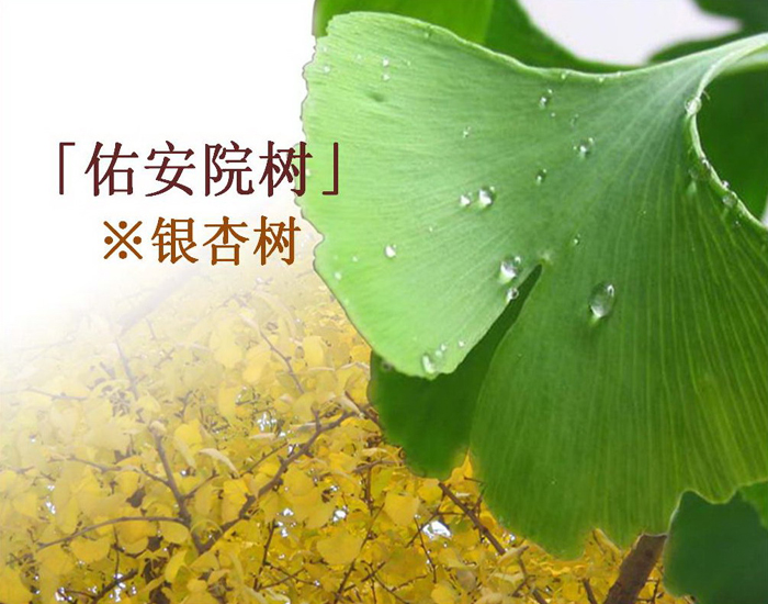 院树1.jpg