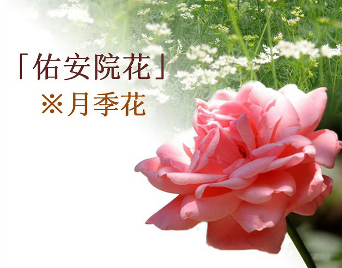院花2.jpg